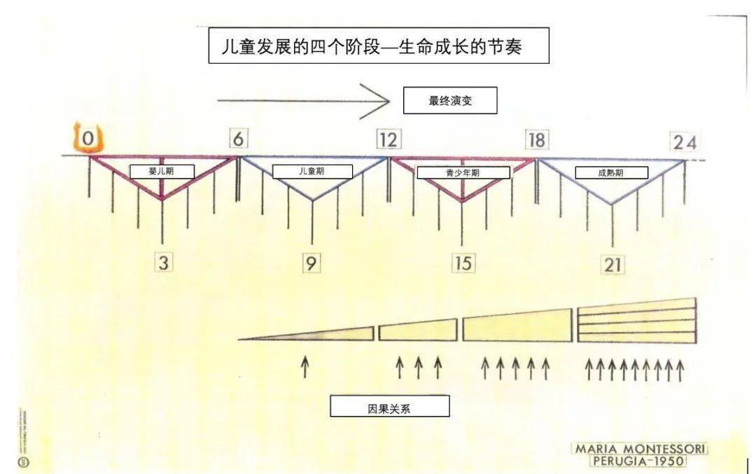 mtsr每日蒙特梭利儿童发展具有阶段性特点