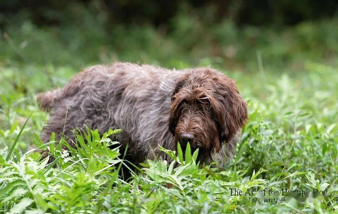 akc排行_美国AKC犬业协会法国斗牛犬历年排行一(2001-2017年)