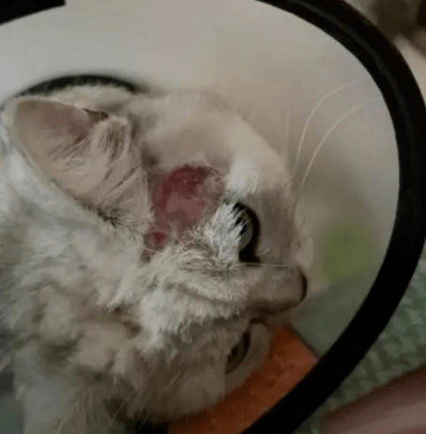 我家猫活活把自己秃成了"谢广坤"