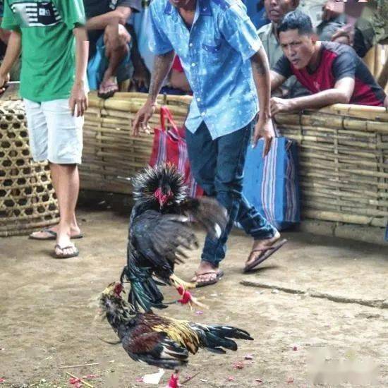 【菲律宾新闻】菲律宾警官被一只斗鸡杀死,杀人凶"鸡"背后有着疯狂的