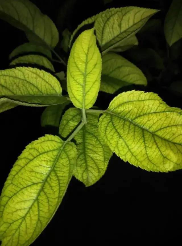 7,缺锰
