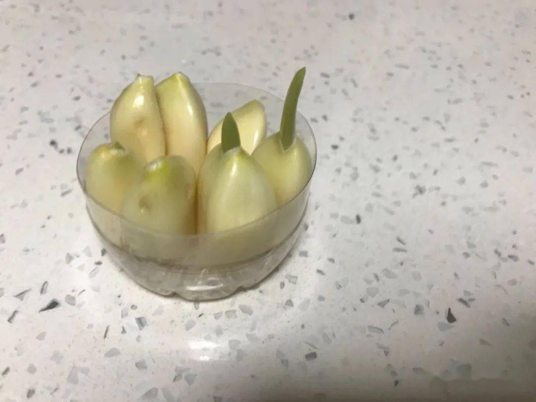 连续性观察日记(三)| 七彩作文簿(四年级)_大蒜