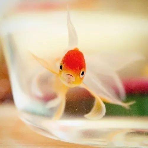 鱼图案头像 ccbb99c8fab94235ad8aca9b82865323.jpeg