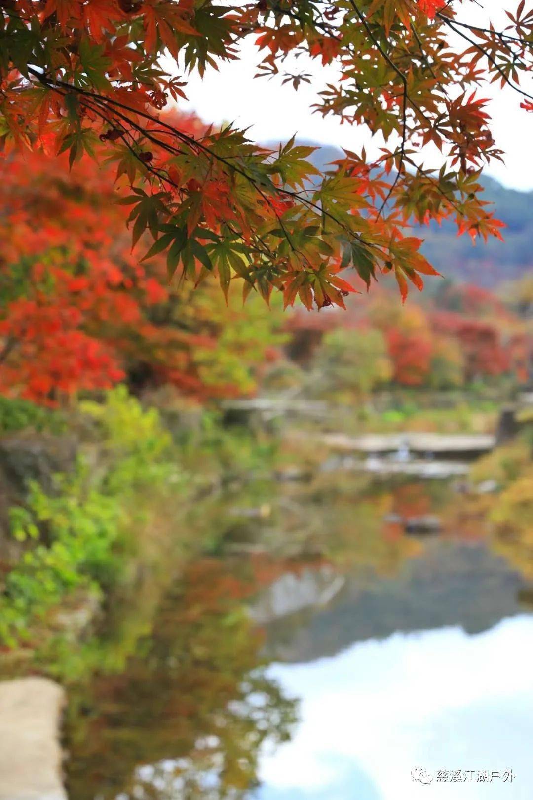 镇中心为梨洲村,不见梨花,却满是红枫.