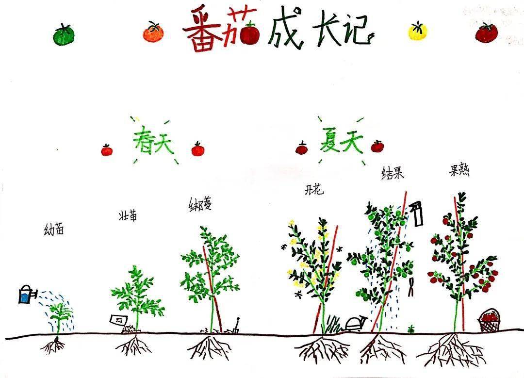 六4 朱吴楷《番茄成长记》学生在观察植物从种子萌发到开花结果的全