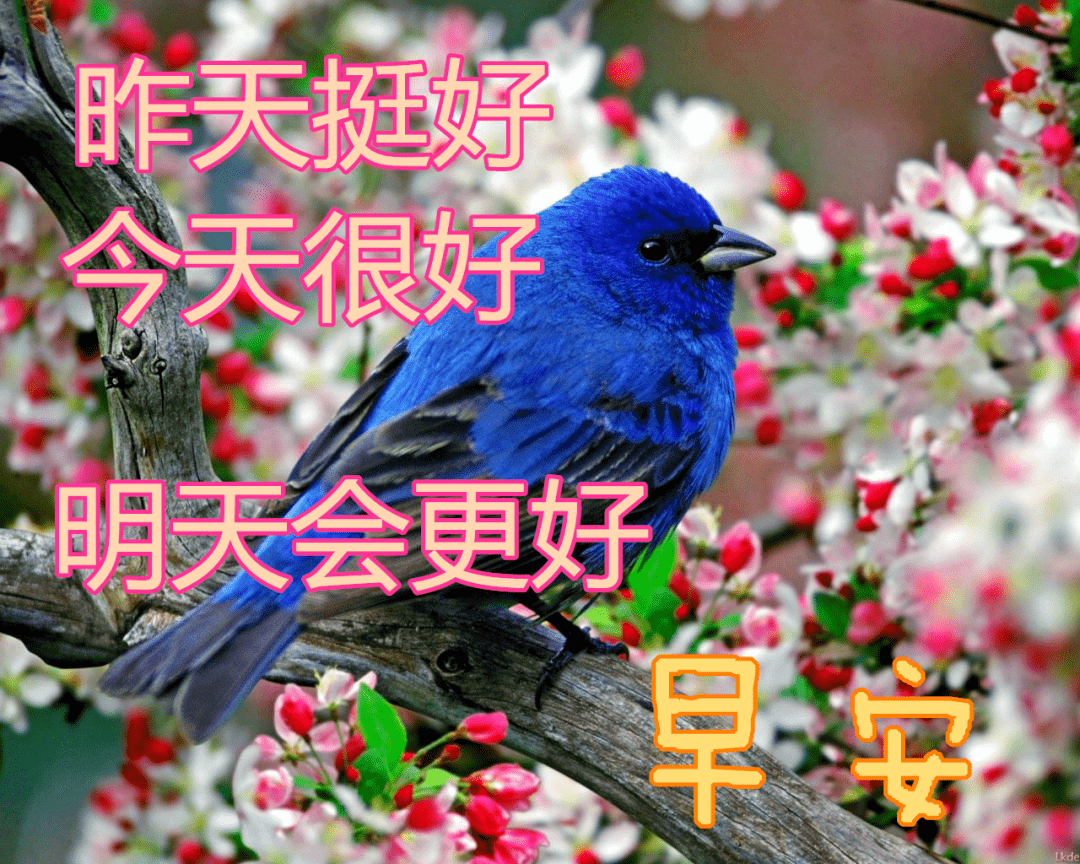 立冬早安问候图片鲜花带字 深秋阳光暖心的早安祝福语