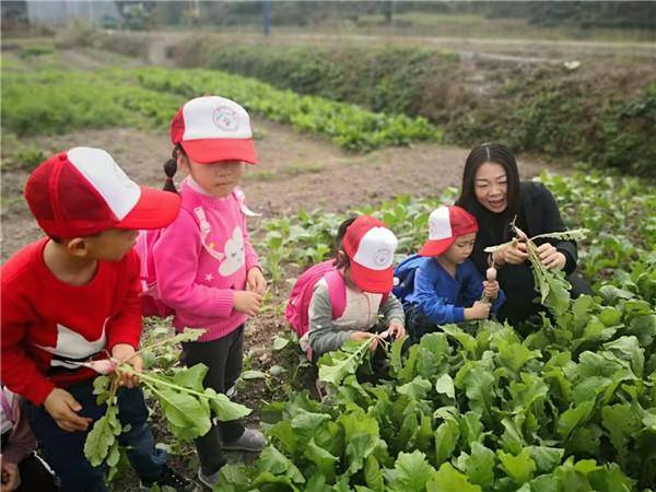 黟县|黟县渔亭幼儿园：走进蔬菜园 尽享丰收乐