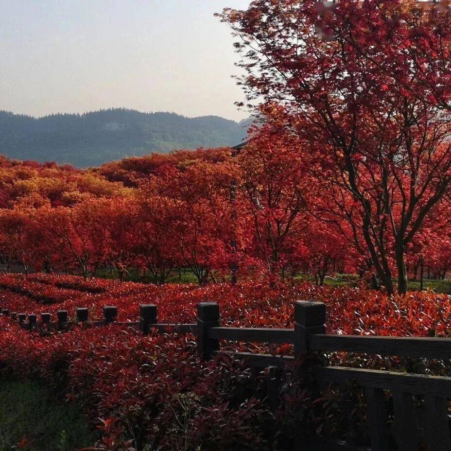 重庆版红叶季上线,打卡去
