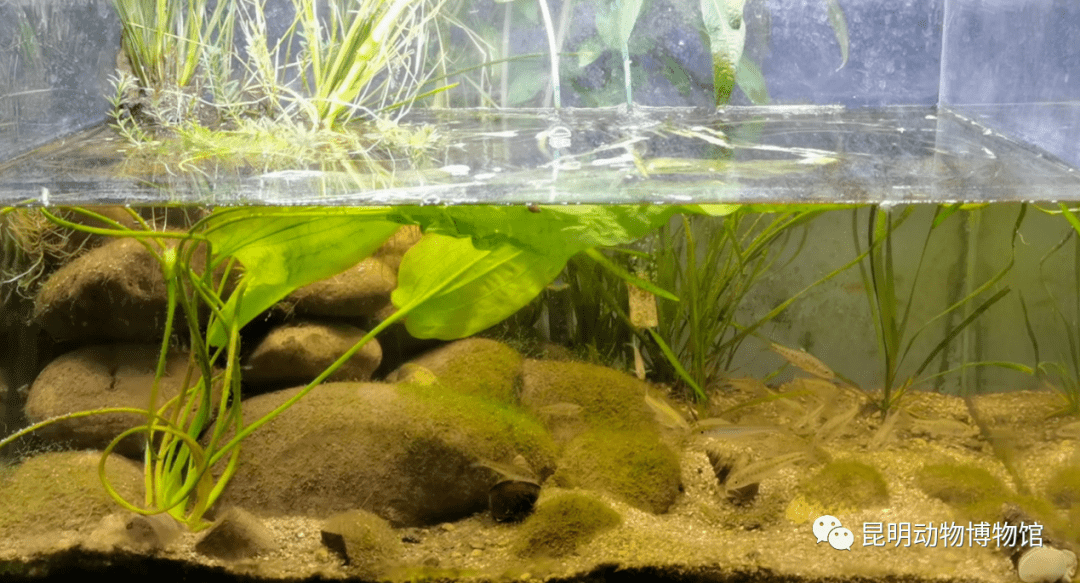 生态缸的鱼 f3390ce6d8f140c38926d6e4d88ed84d.png