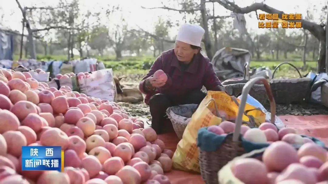 洛川|当洛川苹果有了定价话语权……