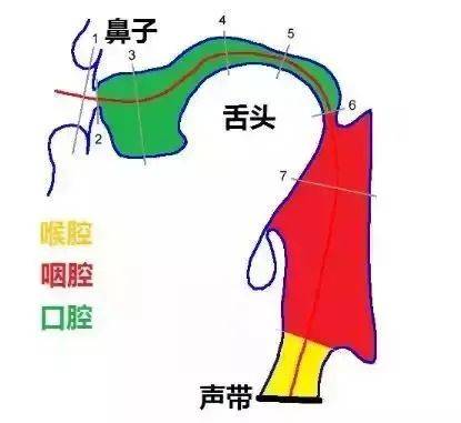 什么是共鸣什么是胸腔共鸣口腔共鸣鼻腔共鸣头腔共鸣共鸣与呼吸发声有