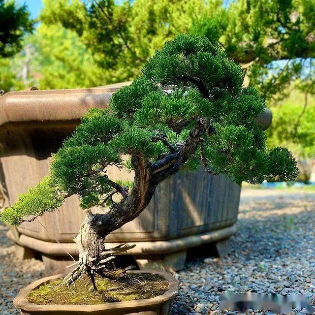 家里养了系鱼川真柏盆景的朋友必看!