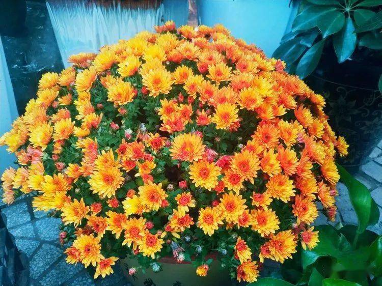 菊花的姿态优美,幽香淡淡,色彩绚丽.