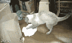 铲屎官不想起床的时候,还要把吃的端到他面前! 都是给惯的!