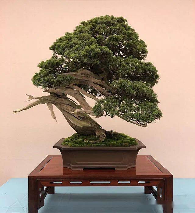 家里养了系鱼川真柏盆景的朋友必看!