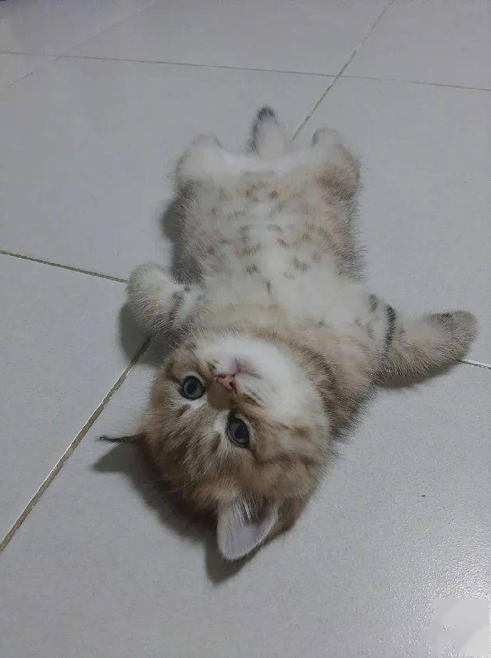 小可爱是在装死?