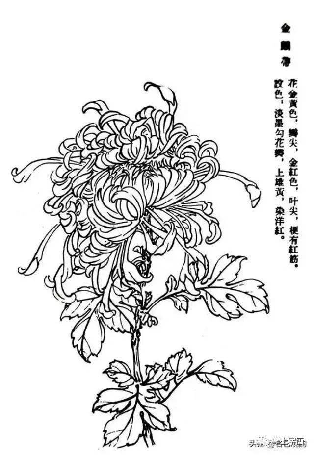 60种菊花工笔白描写生画法