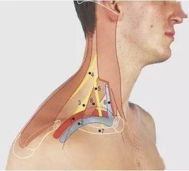 临床上颈部的体表标志意义