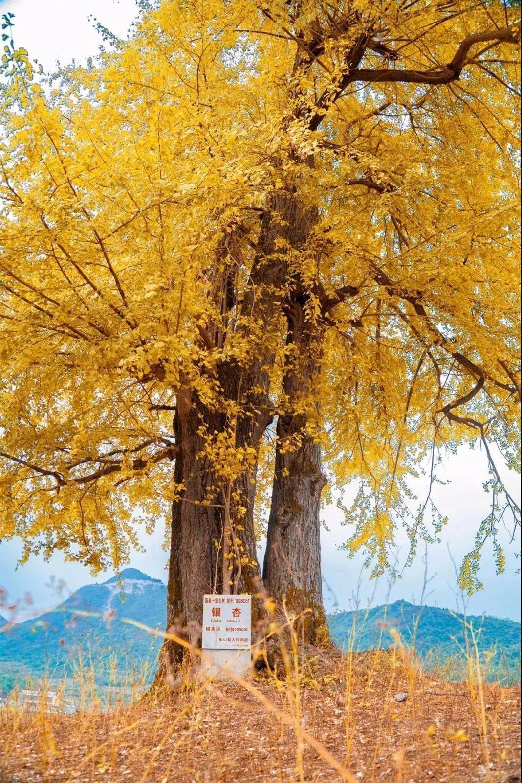 11月28—29号【阿龙带队:阳山秋色】行摄连南两大银杏拍摄地,打卡新晋