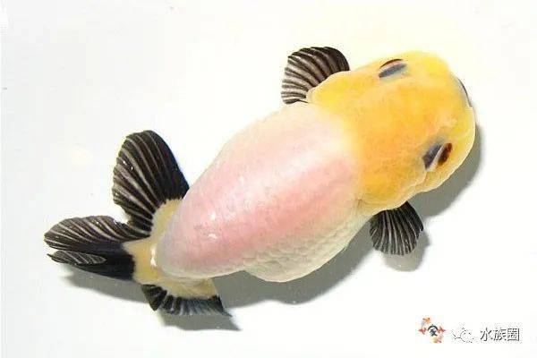 中国金鱼品种图解——兰寿
