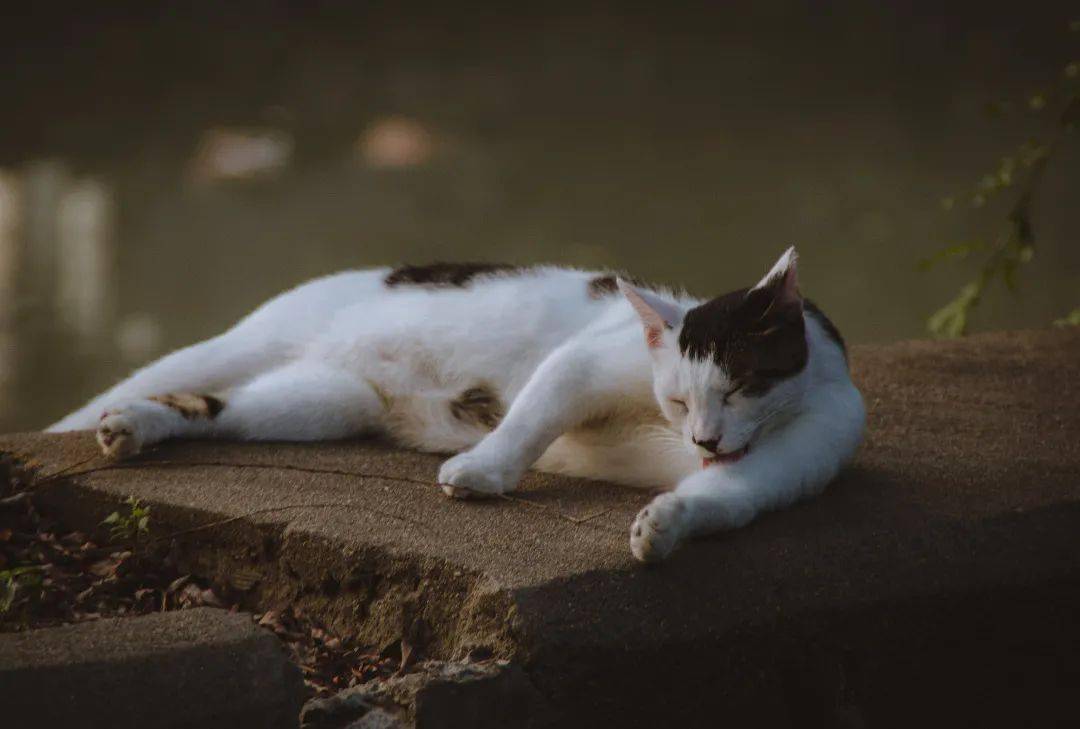 怎么拥有一只猫 cf52fe185e704550835a4e8d28c57762.jpeg