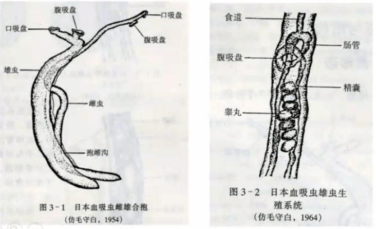 微讲堂家畜日本血吸虫病及其诊断监测与防控