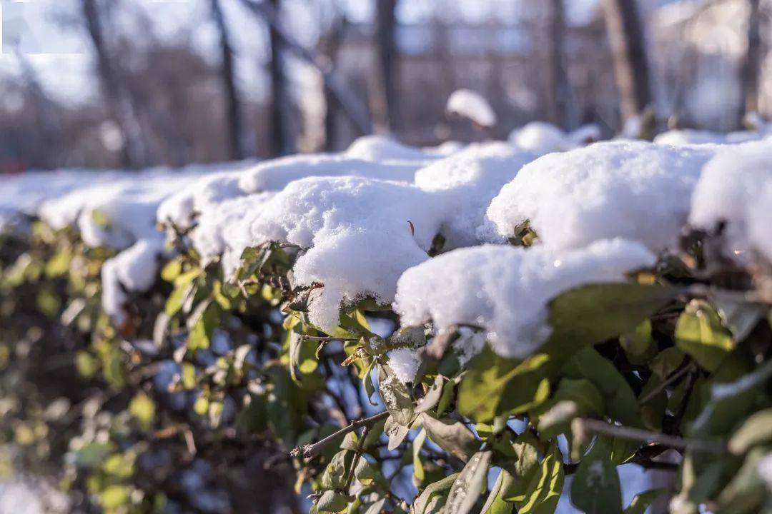 光影|初雪记｜光影斜斜，落雪迟迟