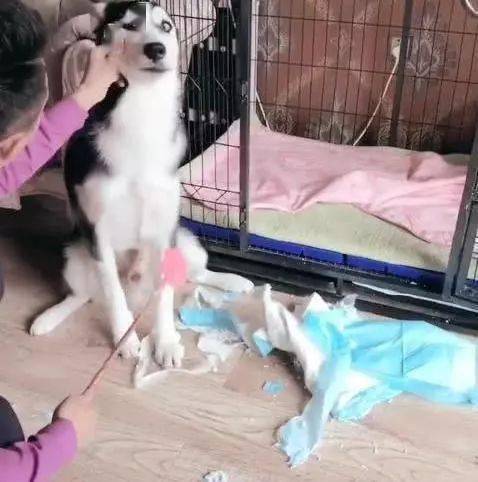 怎么才能让狗狗在尿垫上撒尿 e5e74c328c554b43a3da438b02156eb1.jpeg