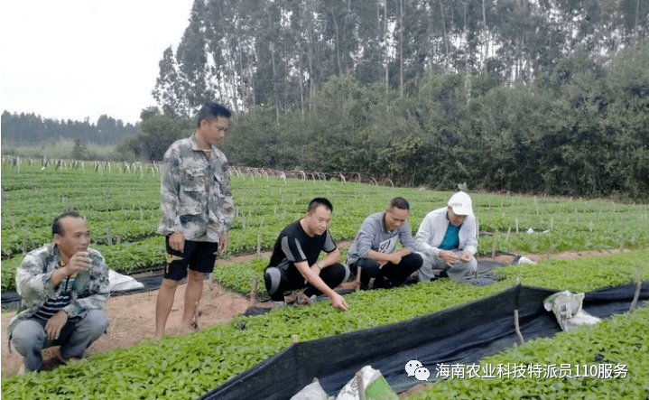 昌江县峨港村多少人口_昌江县爱尾镇汕地村