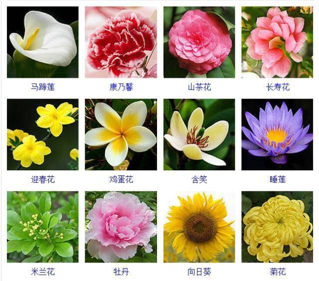 园林植物400种常见观花植物