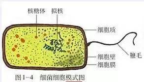 细菌细胞模式图