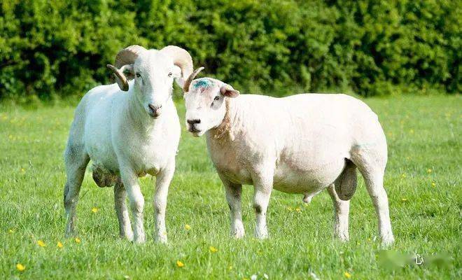 公羊母羊初配最佳的年龄