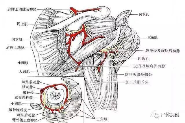 肩膀抬不起来也许是你的这条神经卡住啦一个点教你搞定