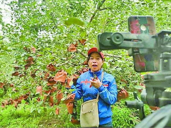 “新疆果农郑大姐”的直播间火了