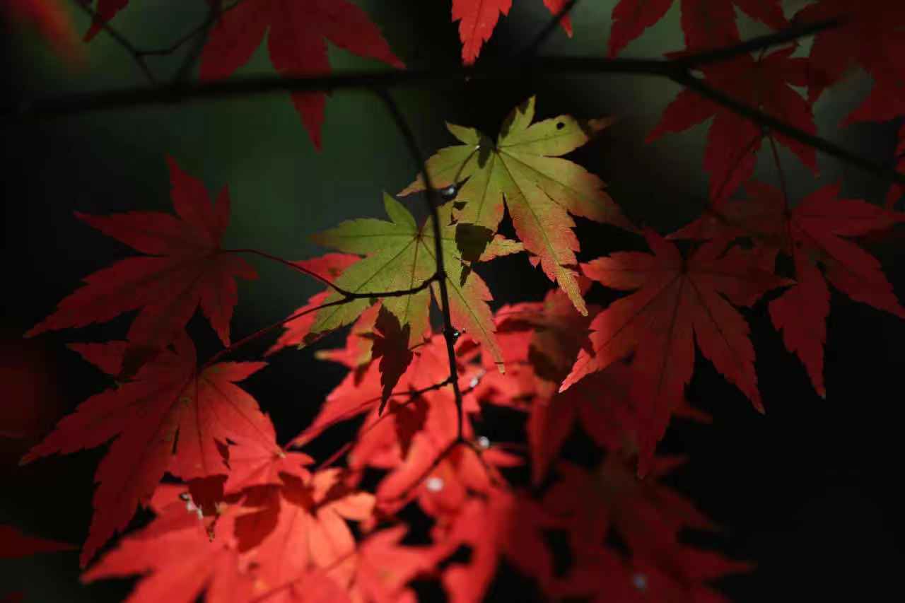 淮南|淮南八公山：为什么镜头都对准了这儿