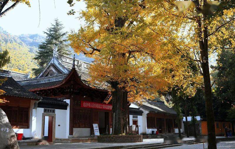 灵峰寺内也有一棵古银杏