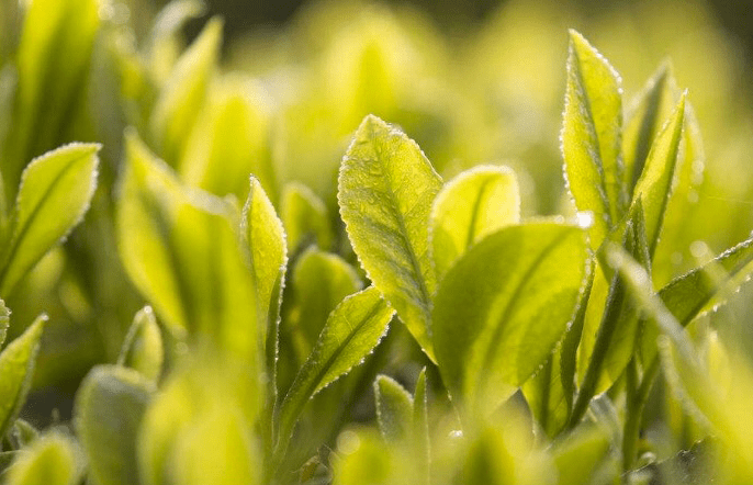 毛孔|又恶心又爽！10年的黑头，我用5分钟解决了，没了粗大“草莓鼻”，不磨皮也好看~