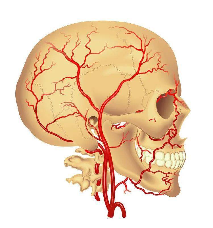 颈动脉是心脏向大脑供血的必经通道