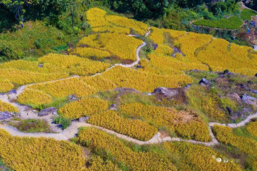 洋岭梯田,陆河上护镇洋岭村