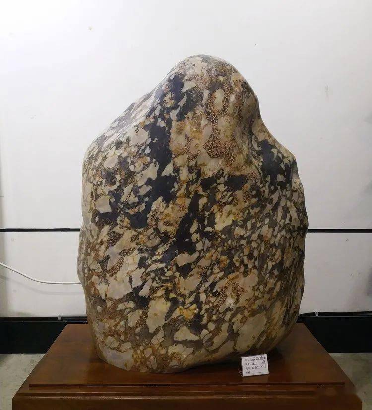 奇石《丝路》就出自汉江,石高42cm,宽32cm,厚15cm,是汉江金带石.