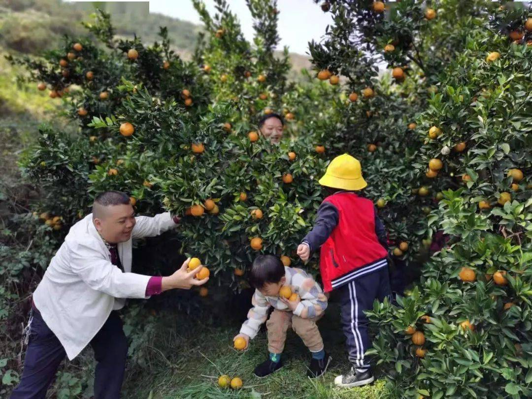 硐下村运贵岭柑橘文化采摘活动启幕