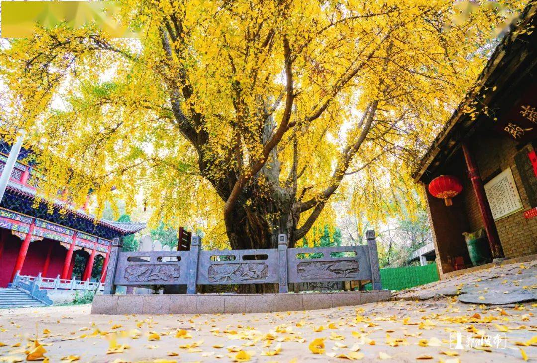 【图解】郑州市区最古老的银杏树!你知道多少年吗?在哪吗?