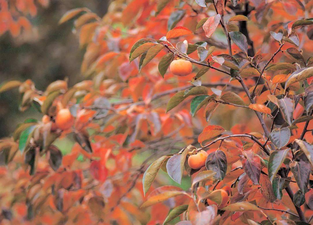 柿子diospyros kaki thunb. 柿科、柿属植物落叶乔木柿子在我国已有3000年的栽培