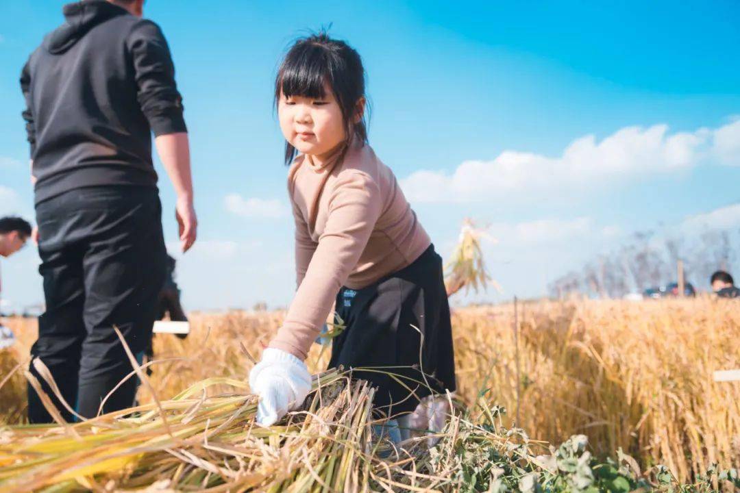 稻谷黄·秋收忙丨蓝城春风江南奏响稻田"丰收曲"