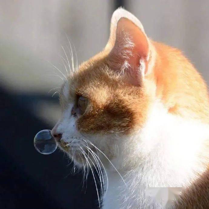 天气冷了,猫咪感冒了,也吹起了泡泡