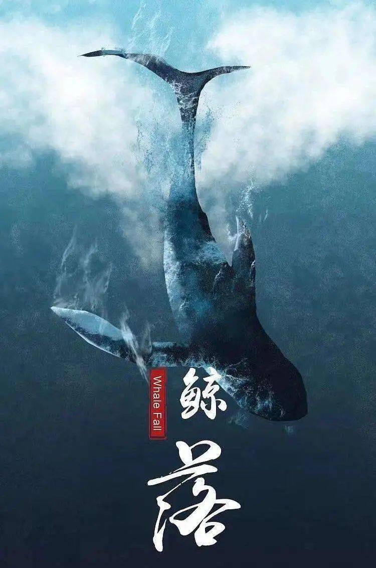 文学分享（六）｜散文——鲸落_搜狐网