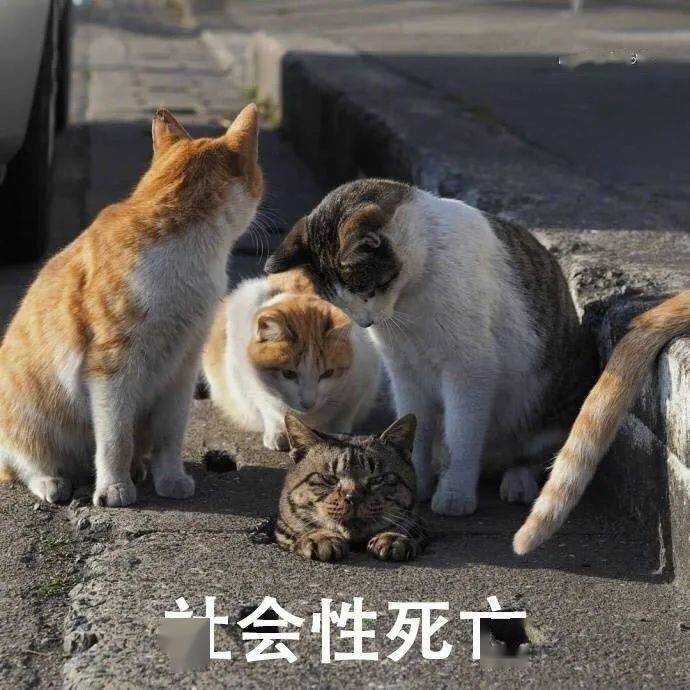 一只猫的游戏叫什么 921553ee85cc48e39932736ef97f50ed.jpeg