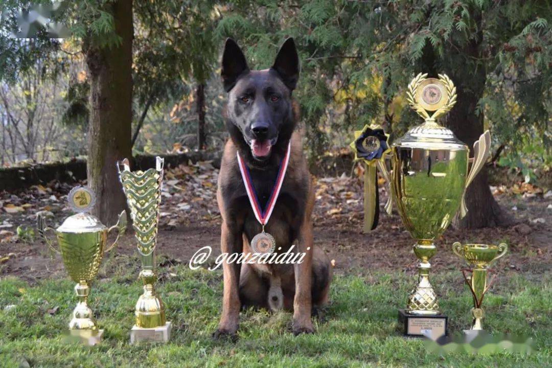 欧洲利用率最高的马犬种公"阿多尼斯adonis"