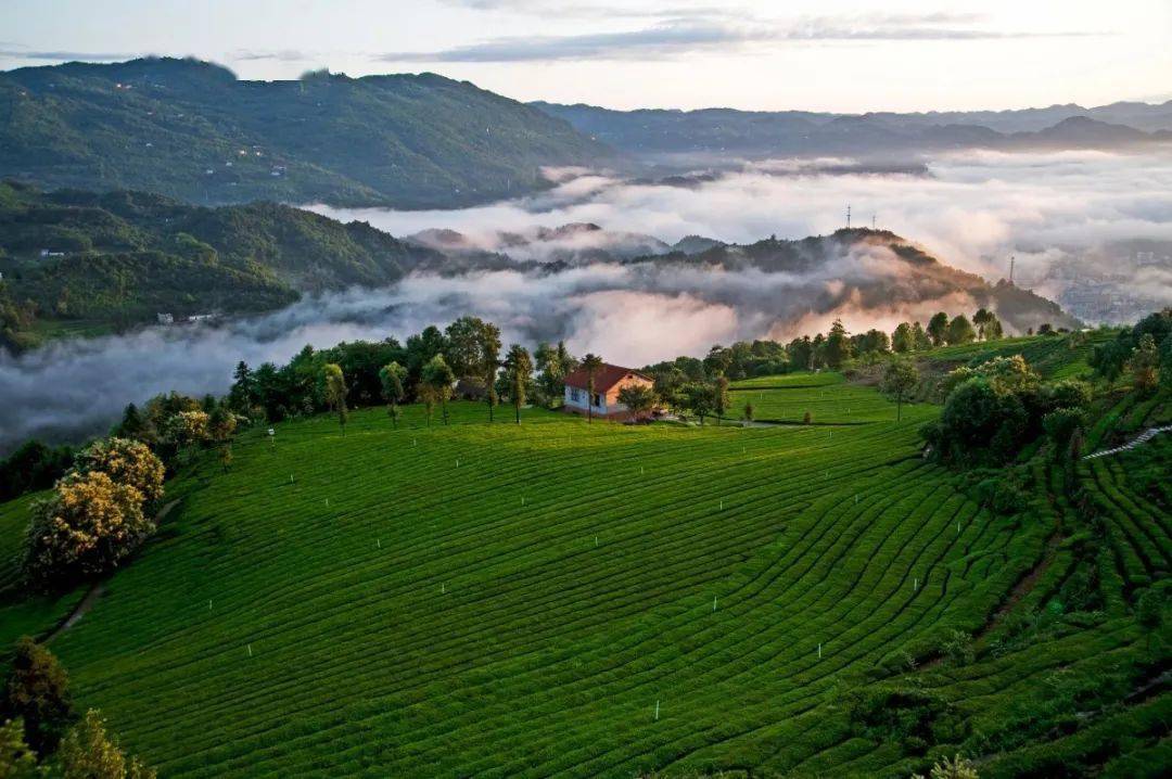 伍家台茶园—恩施枫香坡茶园—利川毛坝利川红茶园—鹤峰木耳山