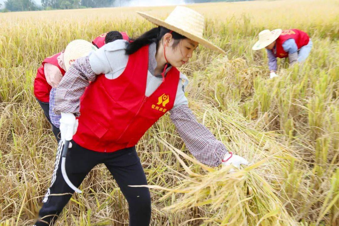 农信助秋收 支农情更浓|钦州农信"金融村官—志愿者"助力贫困户收割